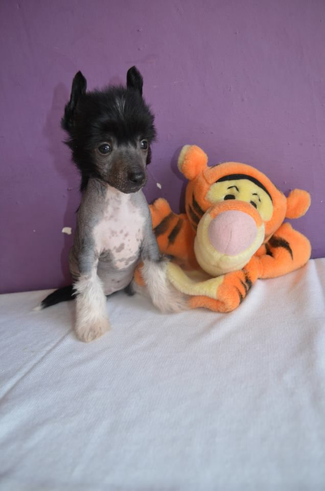 Euphoria Of Joy Onychinus