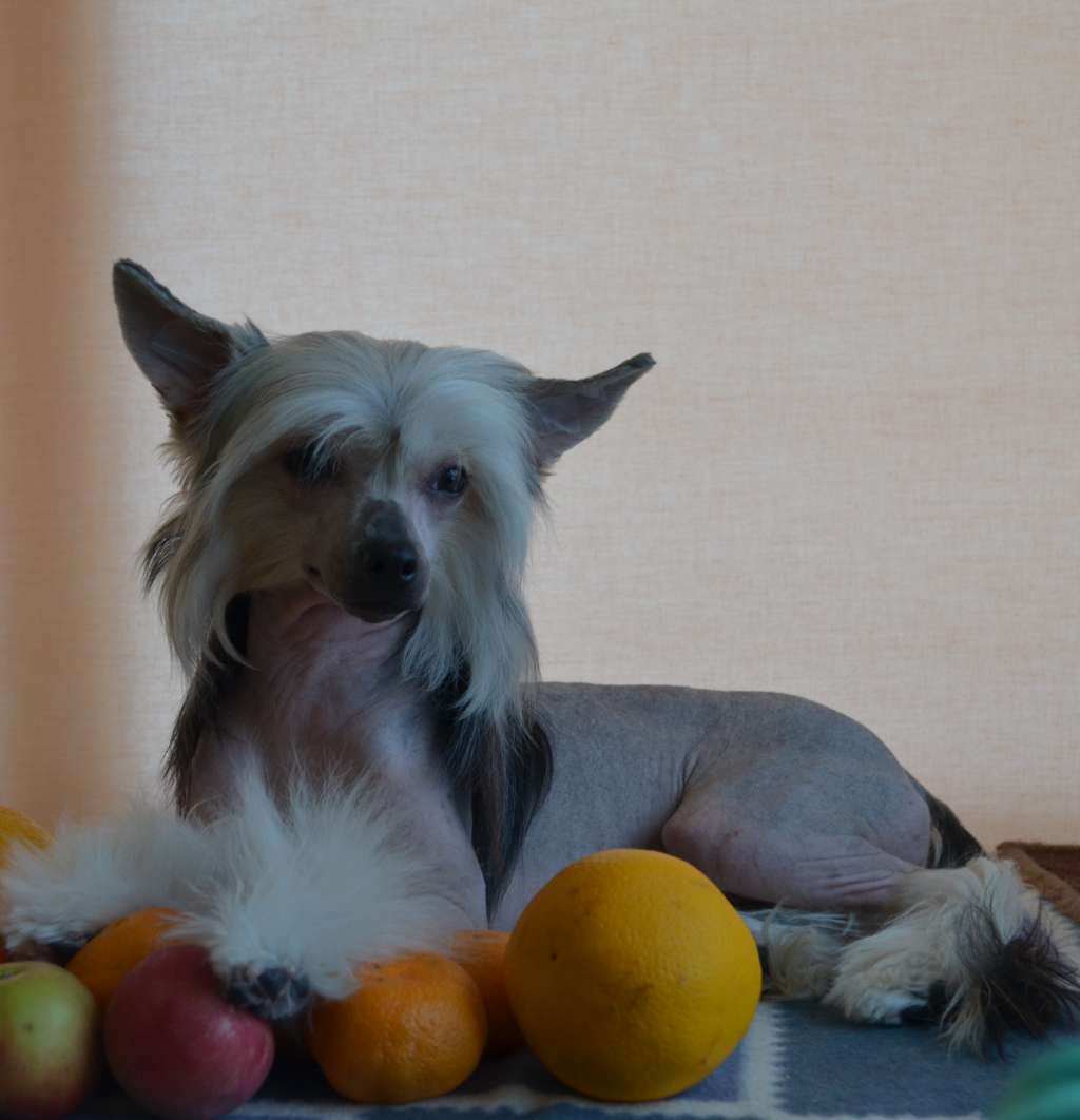 Damiya Molosos Gratzi