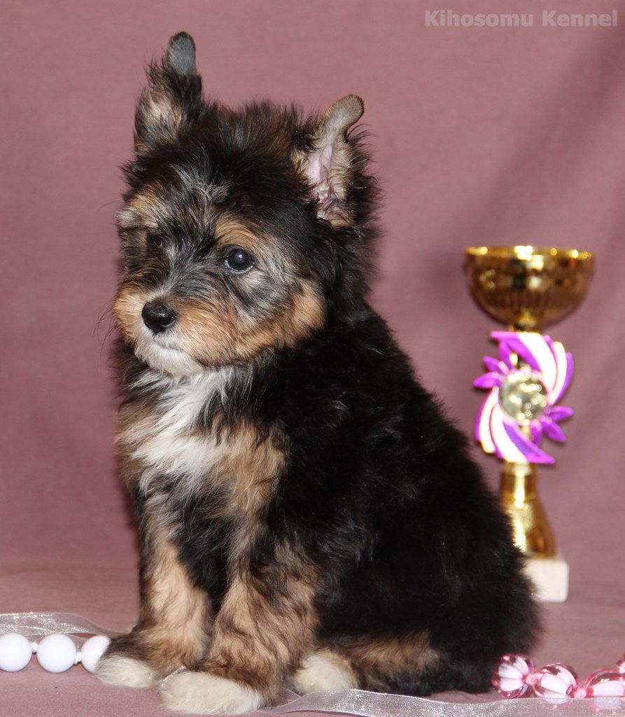 Kihosomu Galiaf Bleki