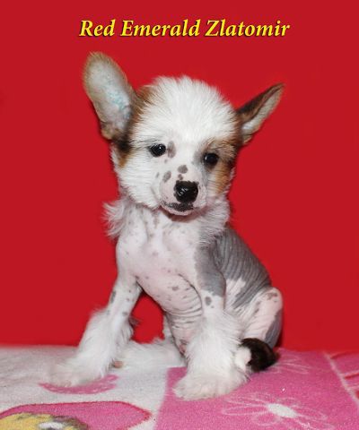 Red Emerald Zlatomir