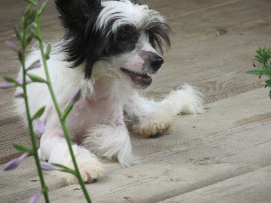 Pixietail She's a beauty