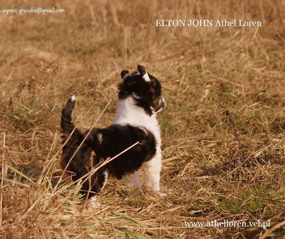 Elton Johnn Athel loren