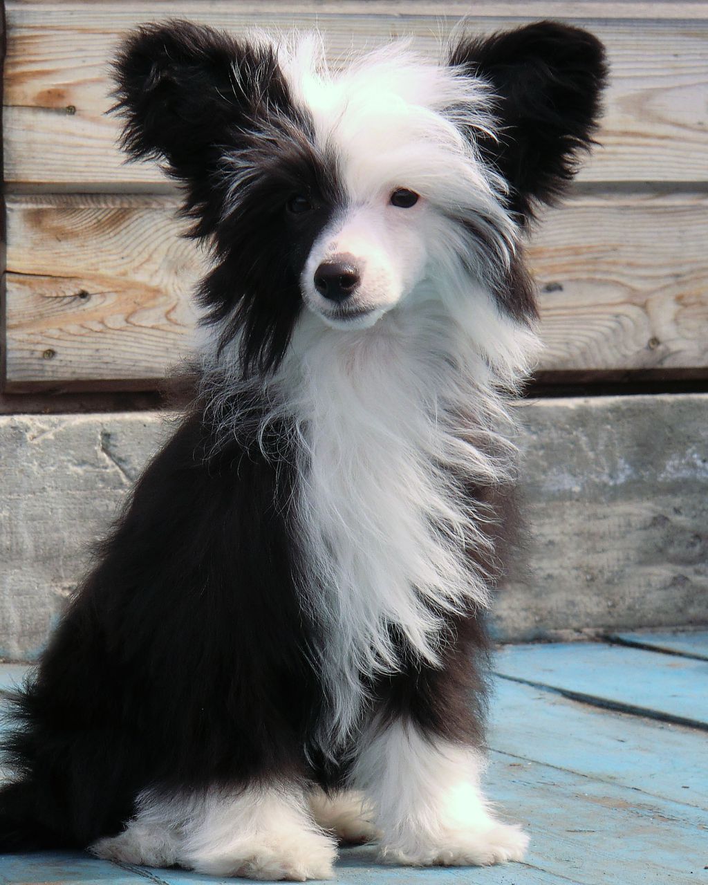 Baikal Dream  Vulka Tornado