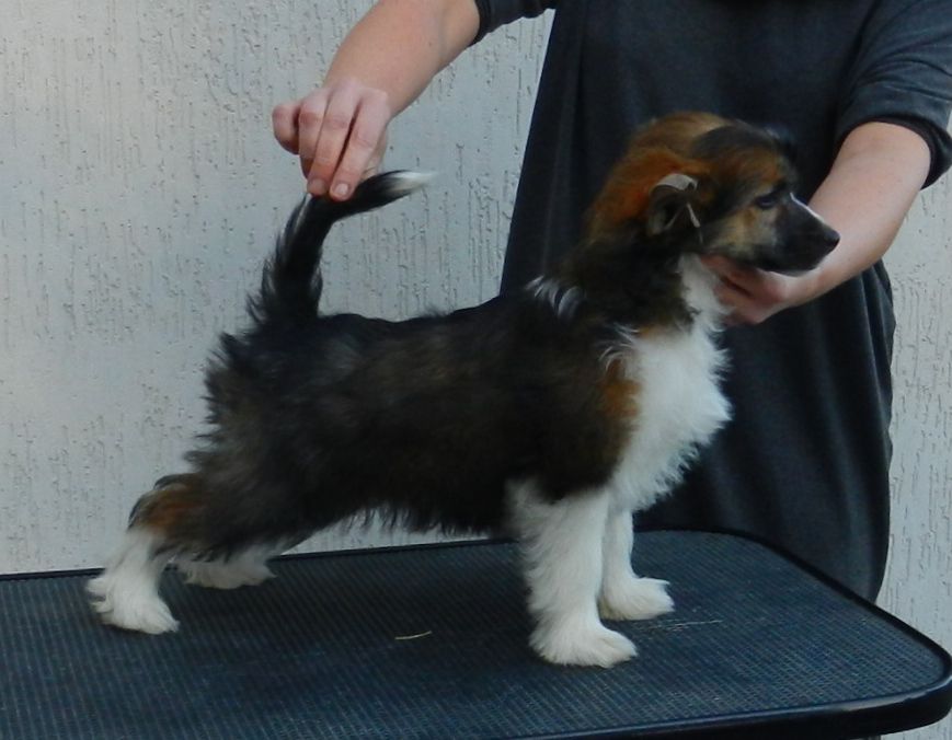 Yo-Ho Zubrowka Sua Sponte