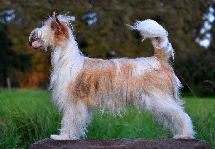 Solino's I love Intrigues