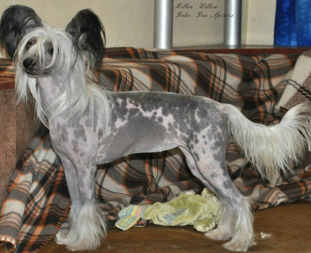 Hellen  Willow Dolce Dea Apriori