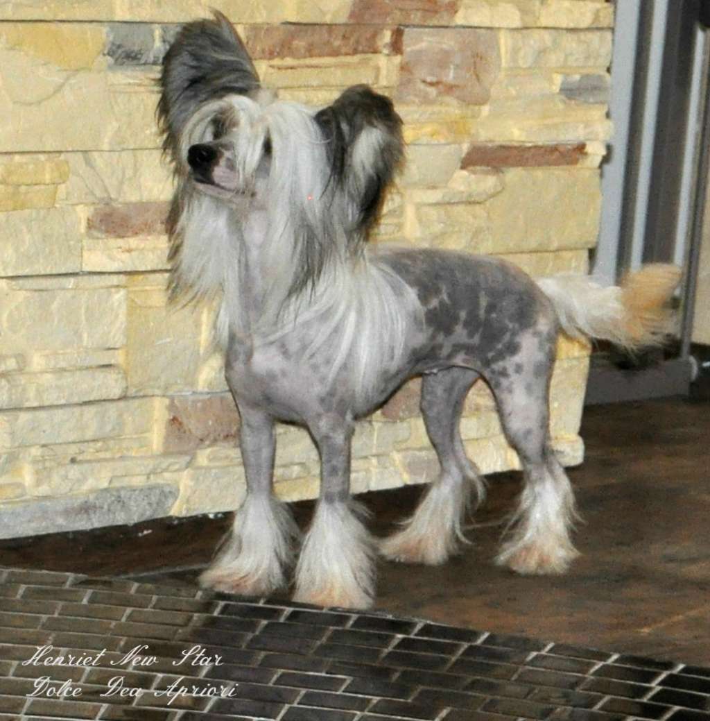 Henriet  New Star Dolce Dea Apriori