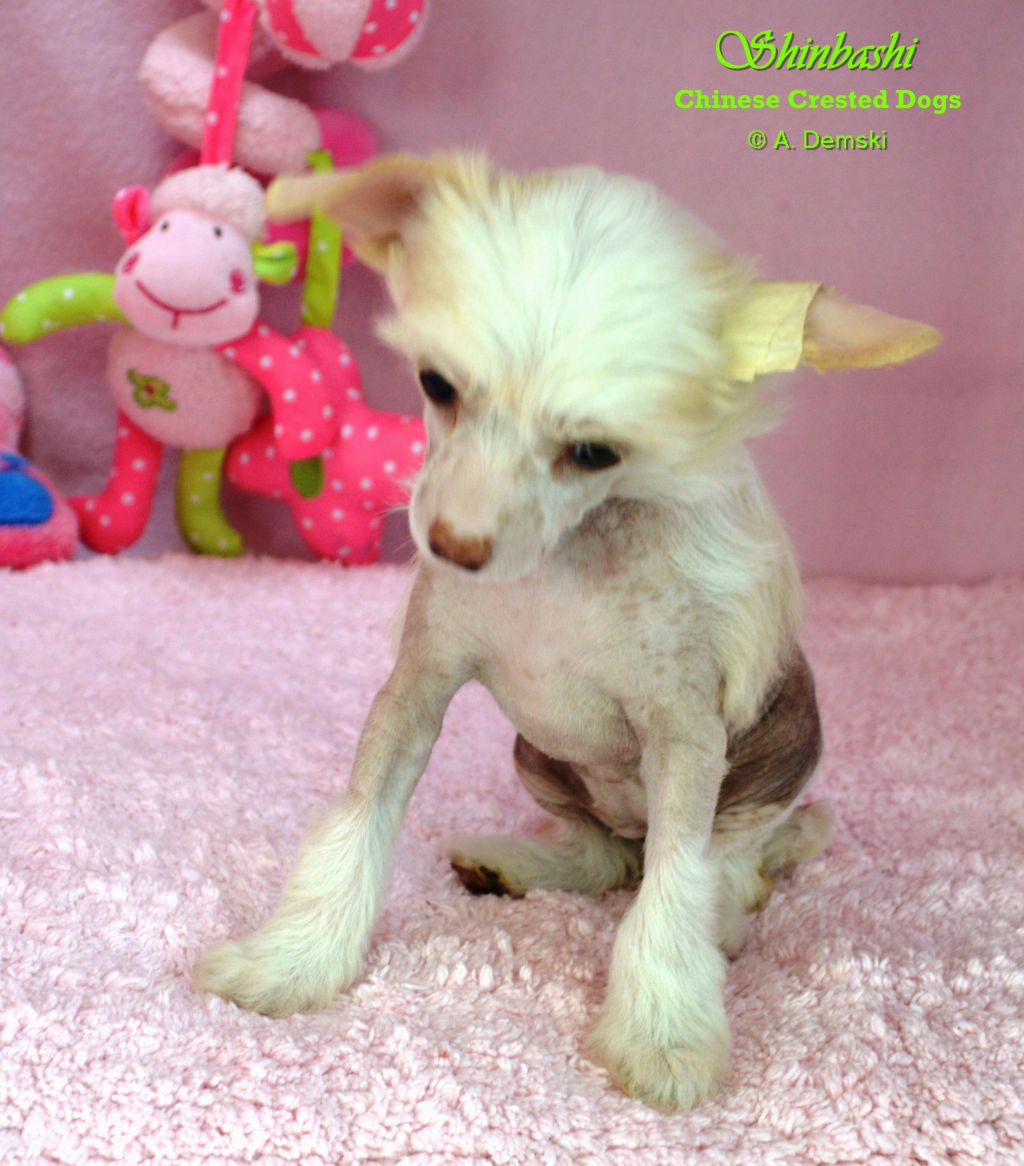 Hard To Get von Shinbashi