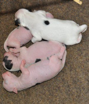 It's OK Little Champs