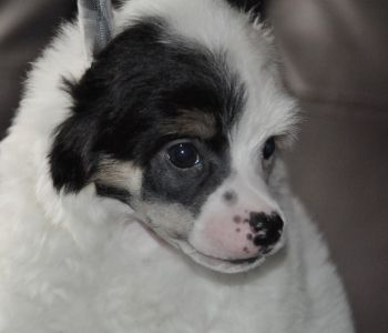 It's all good Little Champs