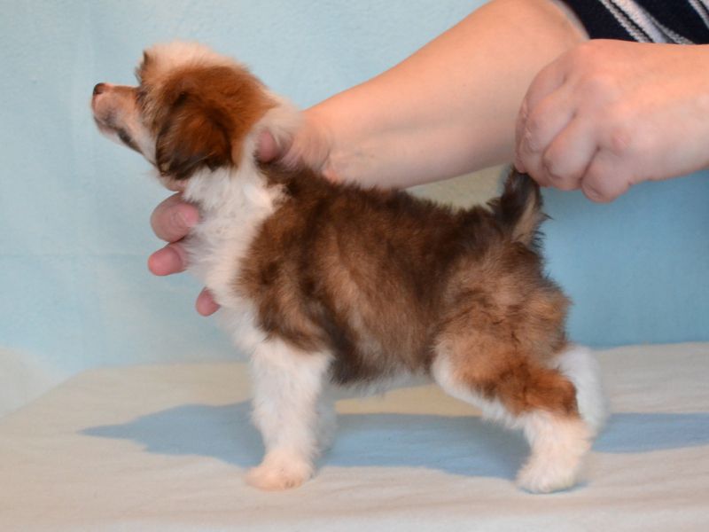 Zholesk All Beauty of the World