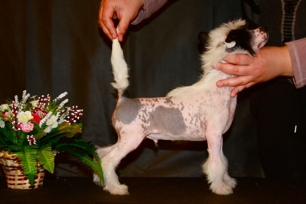 Elisey Winner Show Rings