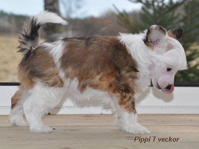 Krysolit Have A Dream