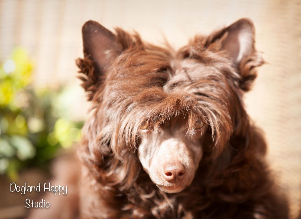 Dogland Happy Idilliya Gold Benelux