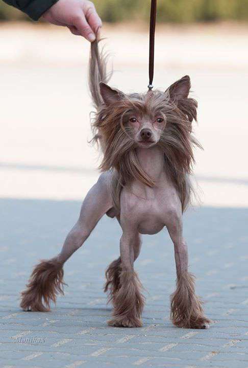 Luksorius Jeffree Star