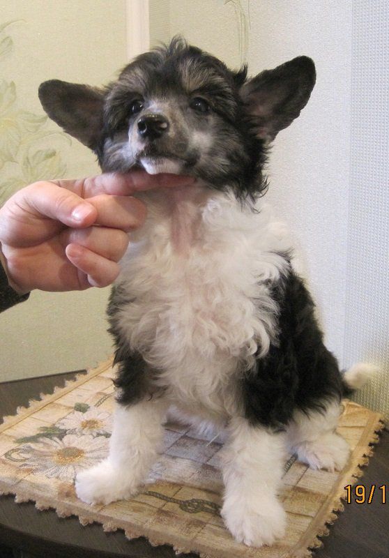 Tumen'Hills Korol Artur