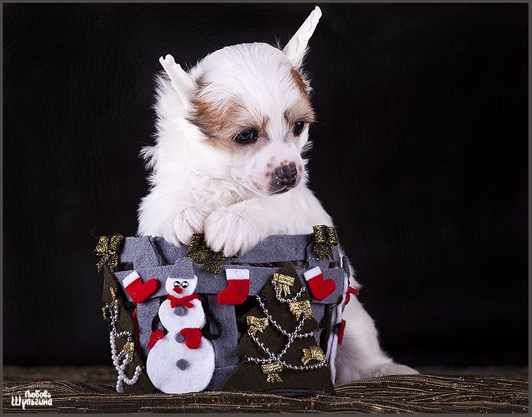 LoveMagic Mania Grandiosa