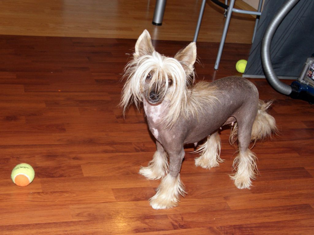 Bella Constanta Chainaya Roza