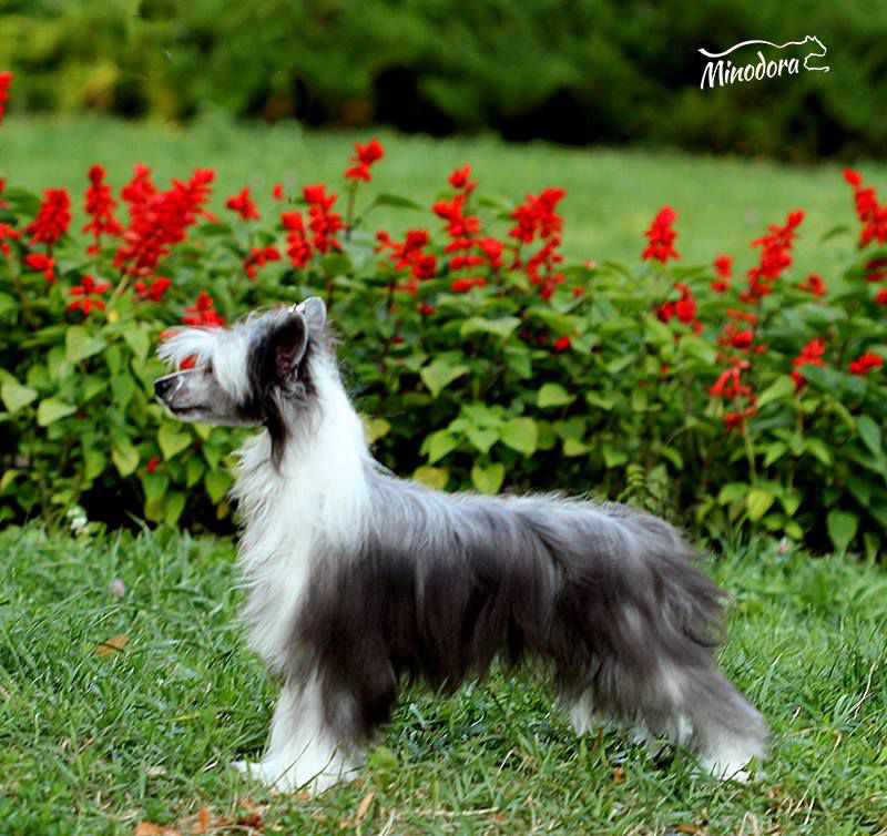 Garna Yagodka Minodora