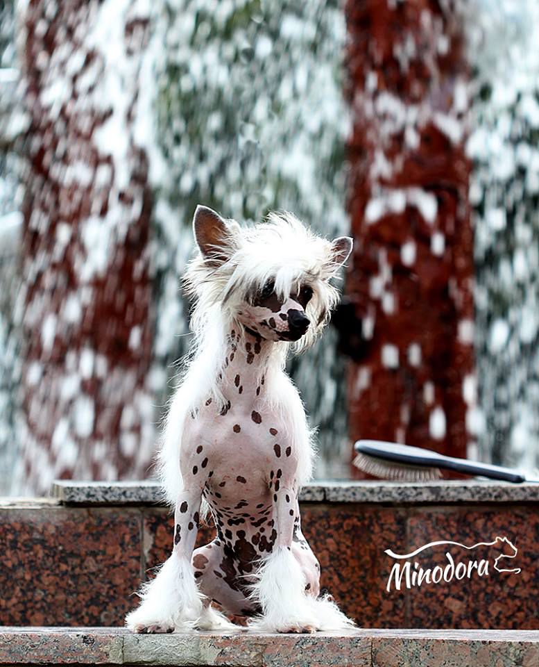 Glamurnaya Franchesca  Minodora