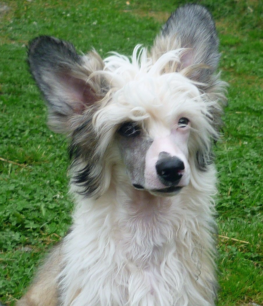 Be My Dog's Leroy Brown