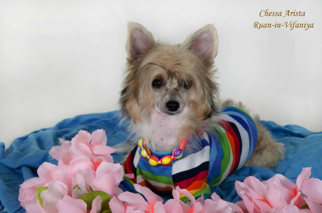 Chessa Arista Ruah in Vifaniya