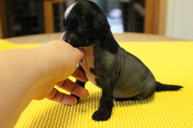 Night Fury Top Model De Rama