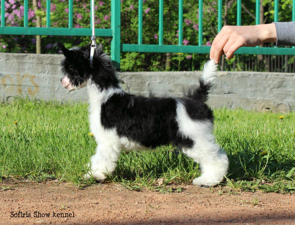 Sofiris Show Beautiful Soul