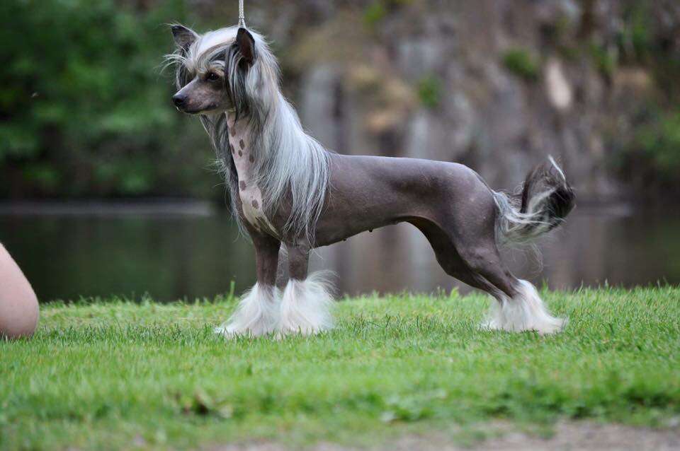 Lionheart Kristmas Miracle