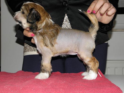 Gremlinto Da Vita Diamond Dust