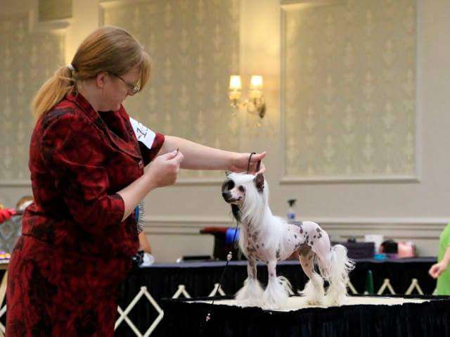 GCH Zhen's X Marks The Spot At Koridawn