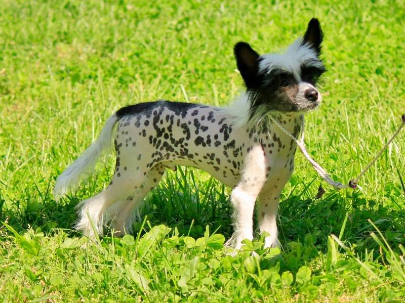 JRF-Evercrest Stand By Me