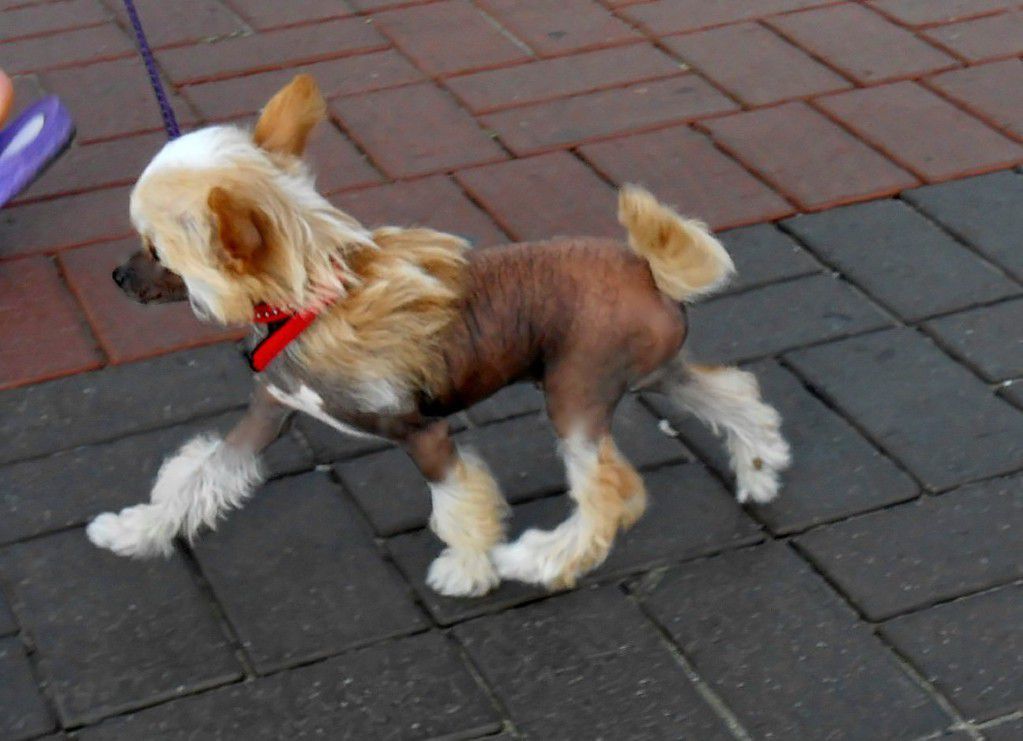 Argoroth Tranquille de Vardanes