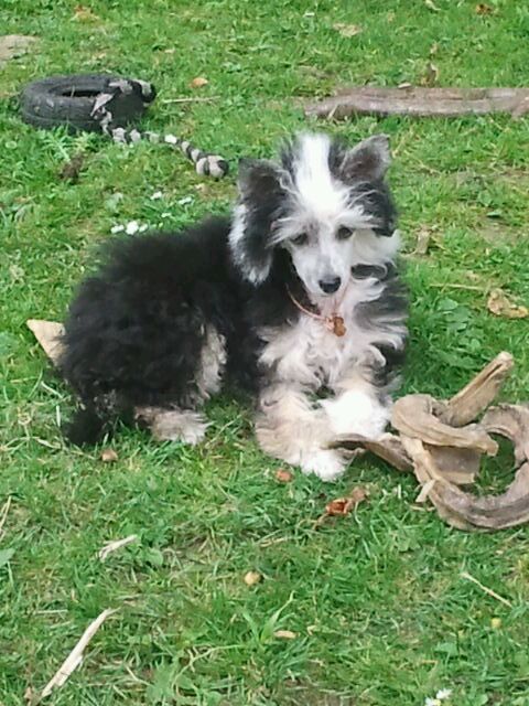 Curly Sue von Nocolade