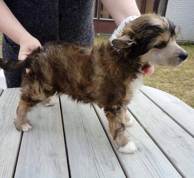 Tournais Aiming For The Top