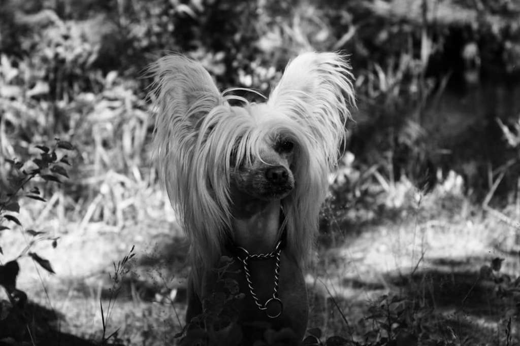 Tournais Eyes On The Price