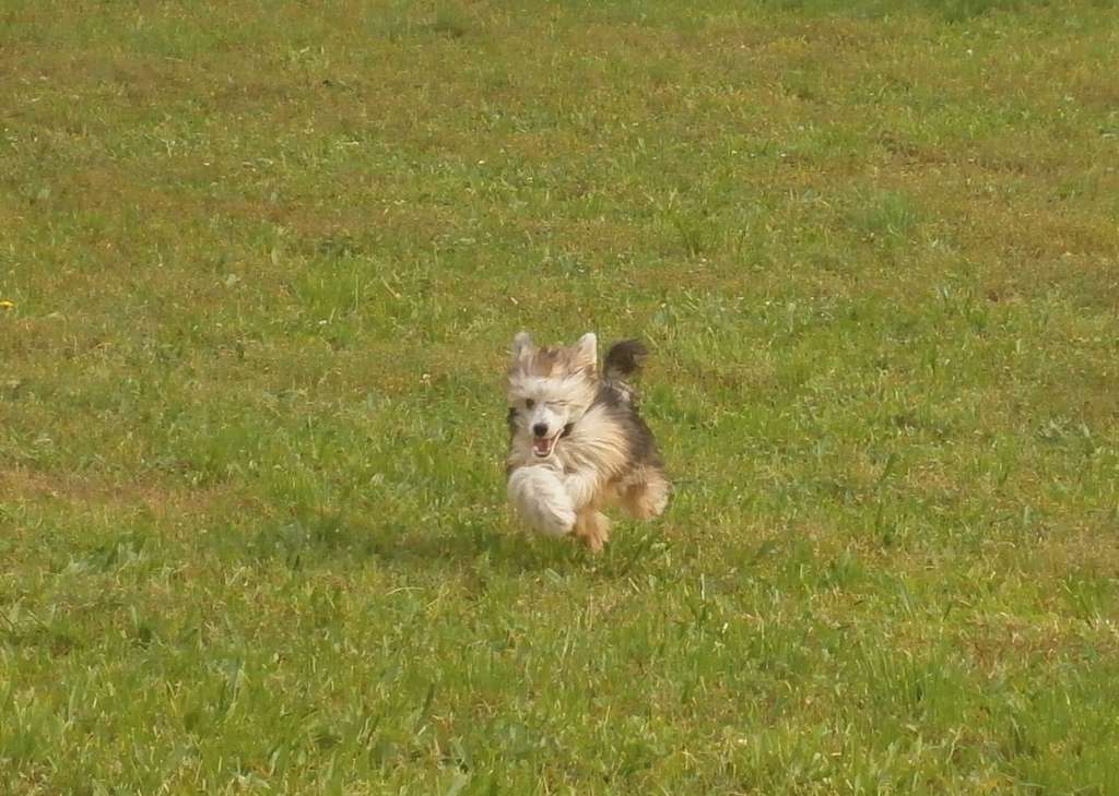 Birchvolgyi - Dionysos son of Zeus