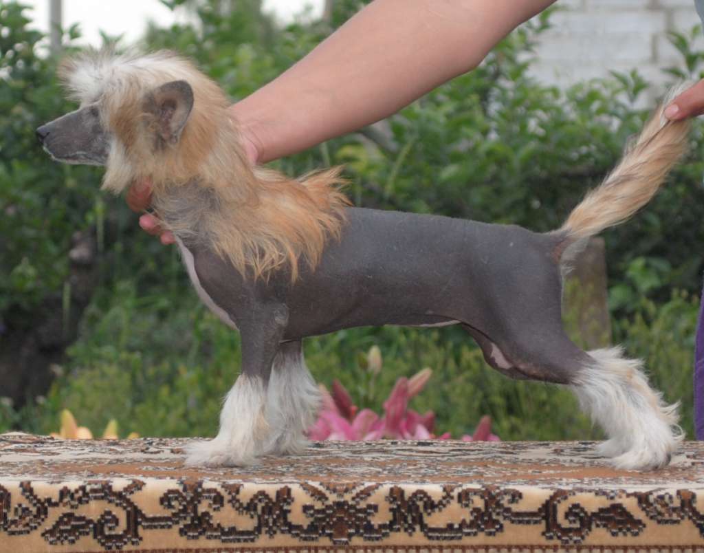 New Star Dom Risorto