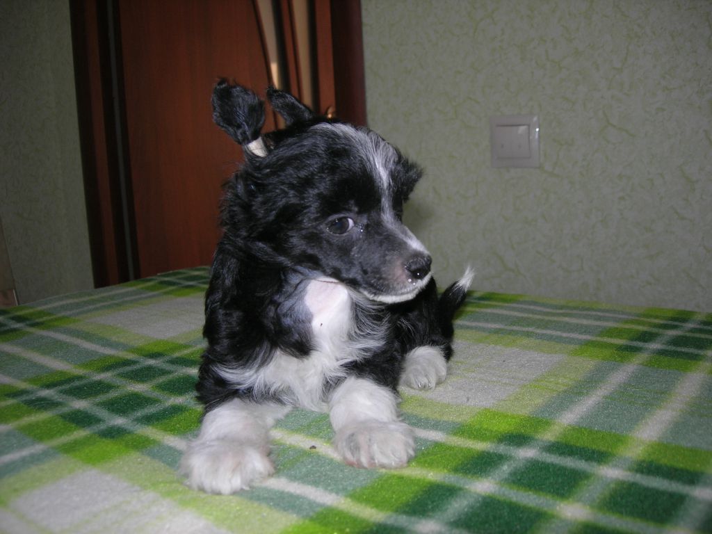 Rovanni Djekattolo Jenevieva