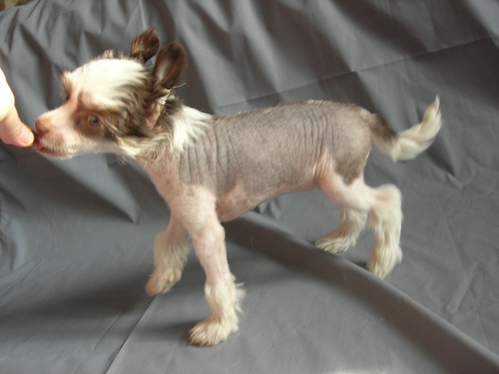 Rovanni Djekattolo Jenni