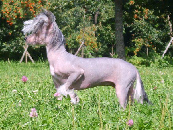 Vernissage Marie Princess Of Dreams