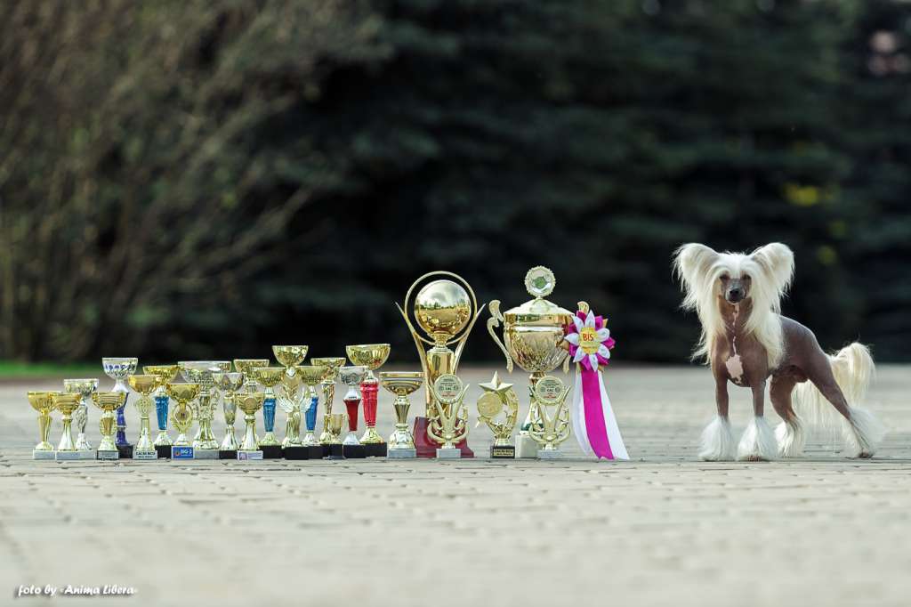 Apriori Vip Never Say Never Soltanto