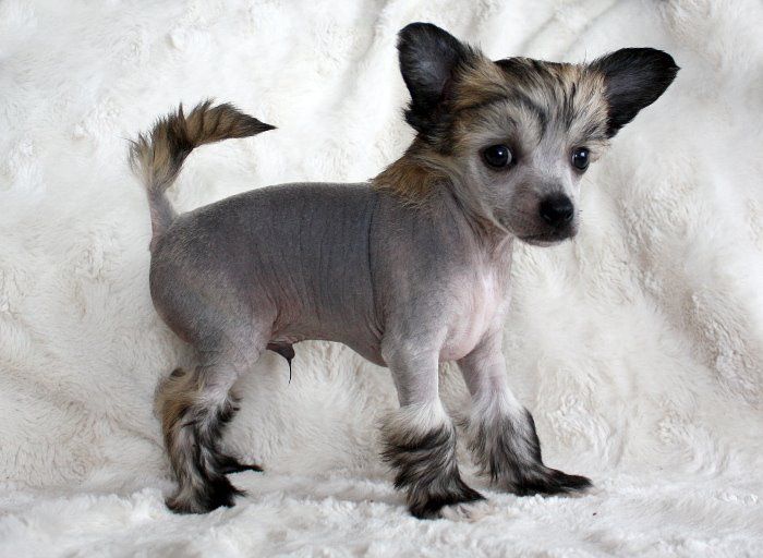 Amelion's Sunny Prince