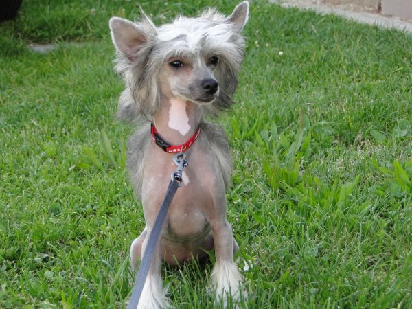 Bright Star Top Orient