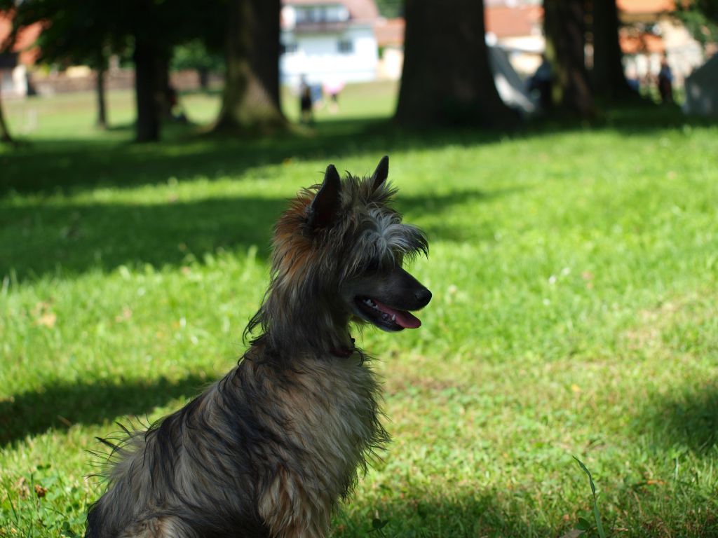 Biscay Princess Top Orient