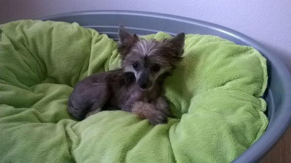 Bella Vista Top Orient