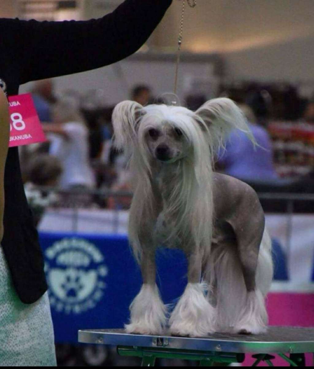 Belgian CH. And JCH In My Head von Shinbashi