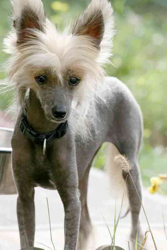 Romantic Fairy Tale JINA