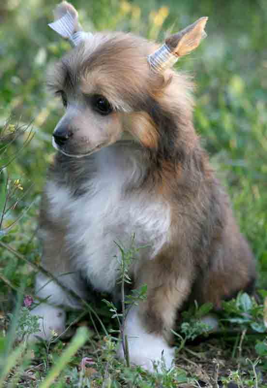 Romantic Fairy Tale JANE