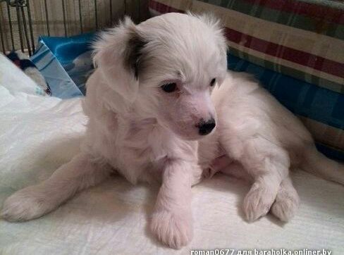 Beatris Blyustar@ Iroslava Di Kaprio